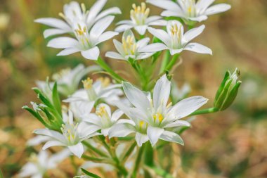 Umbel Milchstern 'den birkaç tane açık ve kapalı beyaz çiçek. Bir çayırda birkaç çiçekli bitki. Baharda çiçek. Kuşkonmaz familyasındaki sütlü yıldızların cinsi (Ornithogalum)
