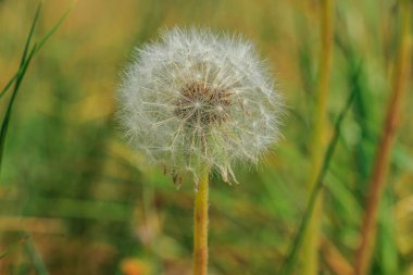 Sapında tohum olan karahindiba çiçekleri. Yazın solmuş karahindiba. Yeşil bir çayırda çayır çiçeği. Çiçek sapında uçan tohumların beyaz lifleri.
