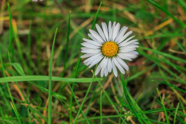 Çayırdaki papatyalar. Sarı polen ve erkek organlarıyla güneş ışığında beyaz çiçekler. Çayırdaki tek tek çimen yaprakları ayrıntılarıyla. Baharda çayır çiçeği