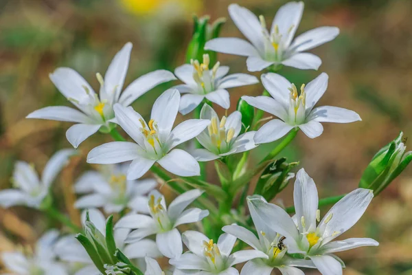 white flowers from the milky star umbel. Plant star of Bethlehem in a meadow. Flower in spring with white petals and pollen with pistil. Genus of Milky Stars Ornithogalum