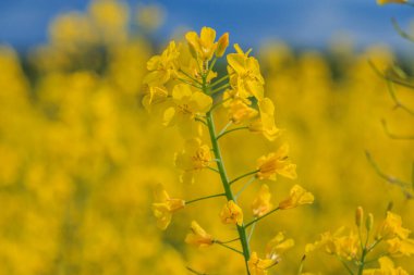 Güneş ışığındaki tek kolza tohumu bitkisi. Yazın bir bitki sapında birkaç sarı çiçek. Açık çiçeklerin üzerinde pastalar ve polenler var. Arka planda sarı çiçekler yumuşak bokeh 