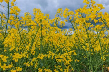 Brassica Napus bitkilerinin bir kolza tohumu tarlasından manzarası. Yeşil saplı ve yapraklı bir sürü sarı çiçek. Açık çiçeklerdeki taç yaprakları kızılötesi ile