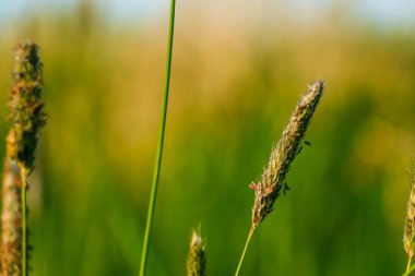 Yazın çayır tilkisi otu. Bitkinin paniğindeki tohumlar. Güneşte bitki yetiştirmek. Çimlerden yeşil bitki sapı. Peyzaj yeşili arkaplan