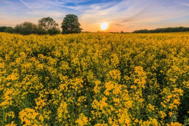 Gün batımında kolza tohumu tarlası. Öndeki mahsulün sarı çiçekleri. Arka planda akşam yeşil ağaçlar var. Güneş ufukta görünüyor. Bulutlar akşam ışığında Mavi gökyüzünde