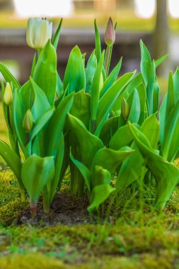 Baharda bahçe bitkileri. Çiçek laleleri ön bahçede. Yeşil yapraklı ve çiçek saplı birkaç çiçek. Beyaz çiçekler ve çimenlikteki kapalı lale çiçekleri