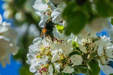 Böcek ya da yaban arısı baharda beyaz bir çiçeğin üzerinde sürünür. Gün ışığında bir meyve ağacının dalı. Bir sürü beyaz çiçekli elma ağacı, çiçek sapları, papatyaları