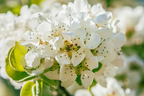 Branch of a fruit tree in spring. Many white opened flowers of an apple tree in sunshine. Central view of an open apple blossom. Flower stems, petals, reddish pistils and green petals