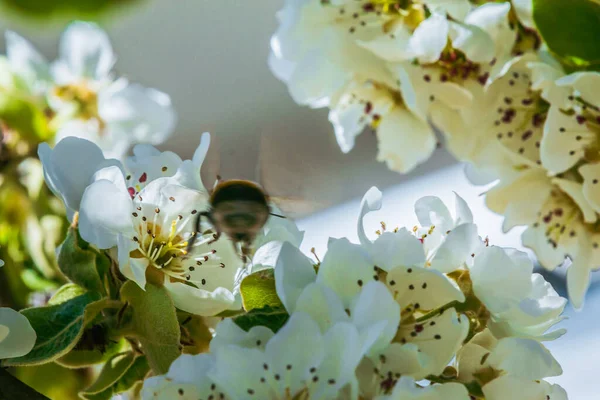 A bumblebee or bee between white flowers of an apple tree. Branch of a fruit tree in springtime in sunshine. White open flowers with petals, pistils, flower stems and green leaves