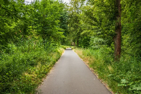Asphalted bike path through a forest. Path between trees in spring with deciduous trees and bushes. Tall grass in the wild. Hiking trail through flat land. Green leaves and green grasses