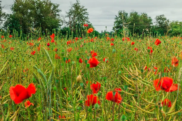 Mehrere Mohnblumen Inmitten Eines Getreidefeldes Wildblumen Mit Roten Blüten Bäume — Stockfoto