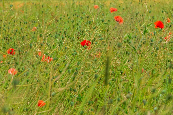 Meadow with wildflowers. Field with grain barley, wheat, rapeseed with fruit stem. Green plants with stems. Poppy plant with red petals. Lots of poppy pods in the grassland