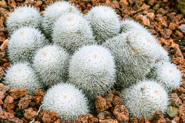 Cactus Mammillaria Geminispina Terreno Pietroso Autunno Con Molte Spine Bianche — Foto Stock