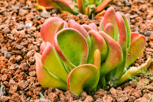 Kalanchoe thyrsiflora plants Species of the genus Kalanchoe in the family of thick-leaf plants on brown stony ground in autumn. Country of origin South Africa on the African continent