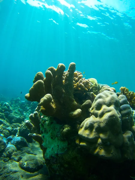 Фото с подводного вида — стоковое фото