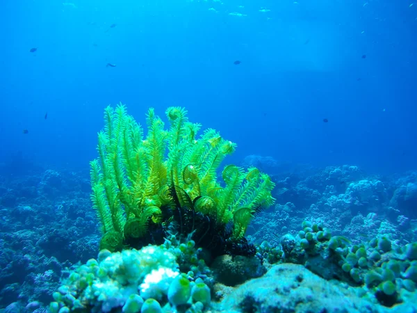 Foto vista subaquática — Fotografia de Stock