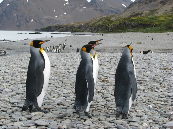 Rei Pinguins — Fotografia de Stock