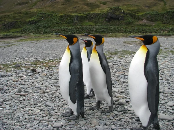 Antartico — Foto Stock