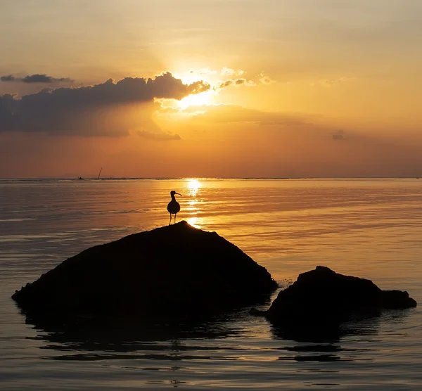 Nascer do sol com a paisagem do mar e pássaro na rocha — Fotografia de Stock