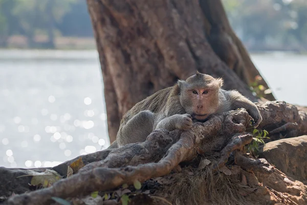 Monkey. Photo monkey sitting in the roots of a tree by the pond — Stock Photo, Image