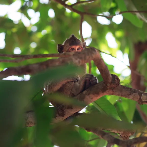 Monkey.Photo monkey sitting on a branch in the trees in a nature — Stock Photo, Image