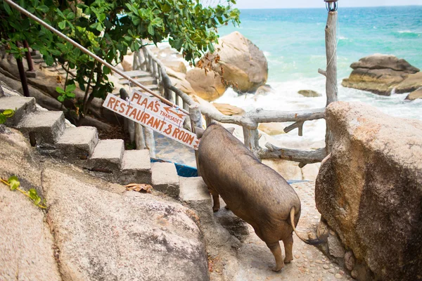 Cerdo en la playa. Foto cerdo caminando en la playa —  Fotos de Stock