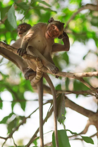 Monkey on the tree. Photos of monkeys sitting on a branch, one o — Stock Photo, Image