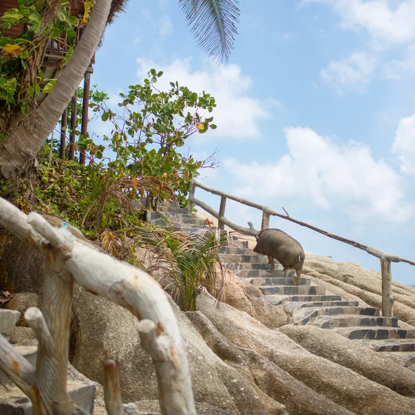 Yaban domuzu merdivenlerde. Merdivenlerden yukarı plaja yürüme fotoğraf domuz — Stok fotoğraf