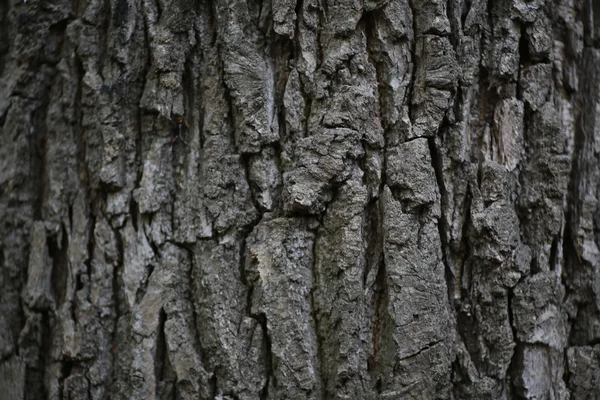 Дерево шпалери фону — стокове фото