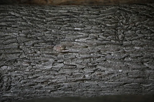 Drewna tapeta tło — Zdjęcie stockowe