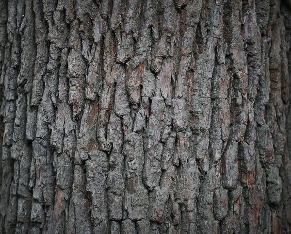 Дерево шпалери фону — стокове фото