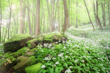 Ormanda güneş ışınları