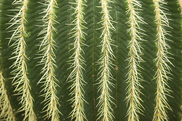 Cactus vert avec piqûres jaunes — Photo