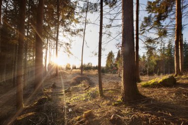 Parlatıcı truogh ağaçlar güneş