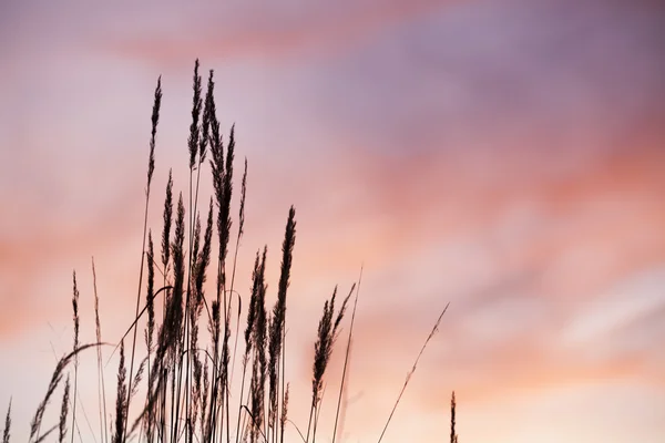 夕日に草のシルエット — ストック写真