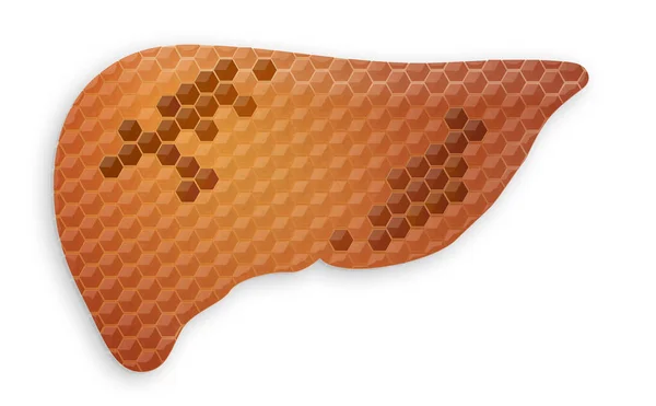 Human liver on a white background. 3D visualization — Stock Photo, Image