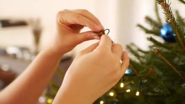 Gros plan des mains féminines accrochant une boule rouge brillant sur les branches d'un arbre de Noël. — Video