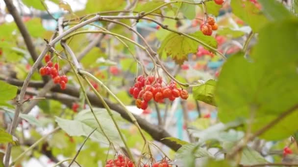 Close-up van rowan bessen op een boomtak in de herfst zwaaiend in de wind. — Stockvideo