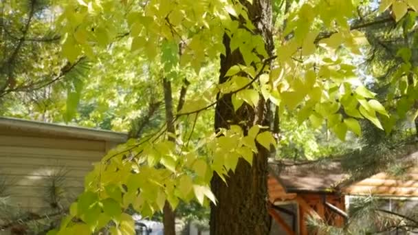 Großaufnahme einer Linde im Hof mit Nadelbäumen im Garten am Haus. — Stockvideo