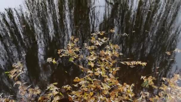 Fundo de outono - textura de superfície de água em uma lagoa com folhas caídas amarelas de salgueiro e carvalho, no outono. Reflexão de um salgueiro chorão em água escura. — Vídeo de Stock