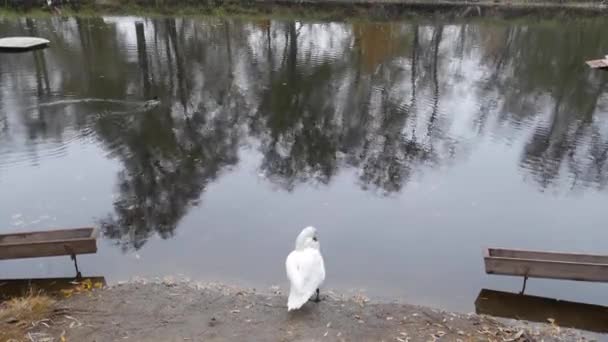 Een witte zwaan maakt veren schoon aan de oever van een vijver.. — Stockvideo