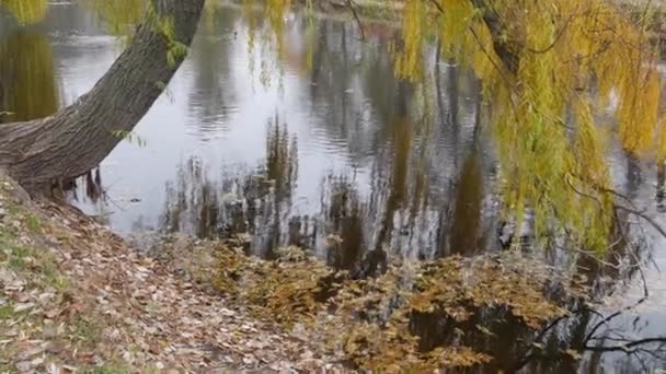 Un estanque con hojas amarillas caídas junto a la orilla y un sauce llorón doblado sobre el lago. — Vídeo de stock