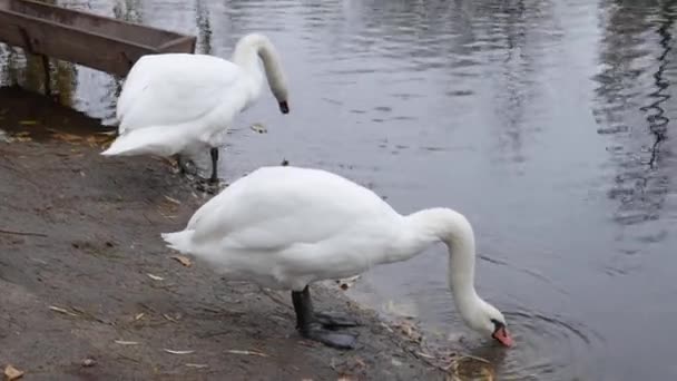 Dois cisnes brancos na costa junto à lagoa com um alimentador na água. — Vídeo de Stock