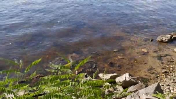 Αμμώδης όχθη του ποταμού Δνείπερου με πέτρες. — Αρχείο Βίντεο