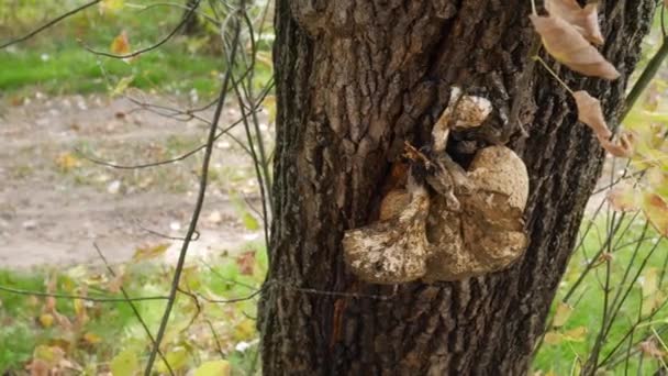 Închiderea unui trunchi de copac cu o ciupercă de tinder care crește pe el . — Videoclip de stoc