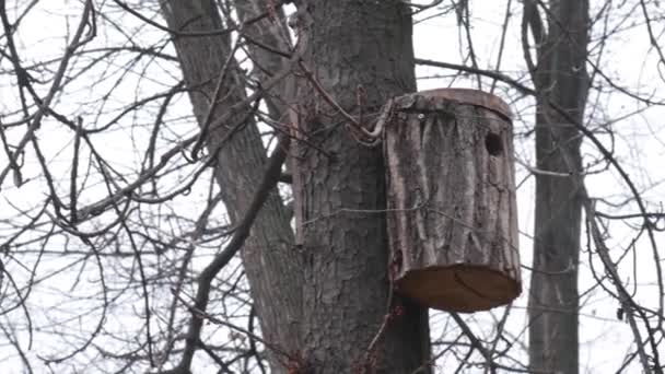 Casa de madera para pájaros en el tronco de un árbol, ramas de árboles con hojas caídas en otoño. — Vídeos de Stock