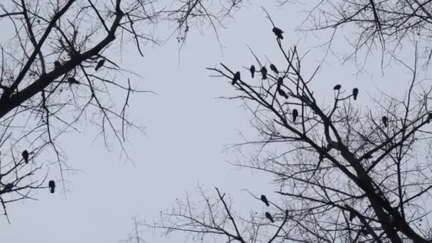 I corvi siedono sui rami degli alberi che hanno lasciato cadere le foglie in autunno.. — Video Stock