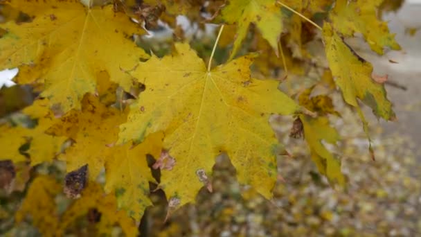 秋天，黄枫叶在风中摇曳的特写. — 图库视频影像