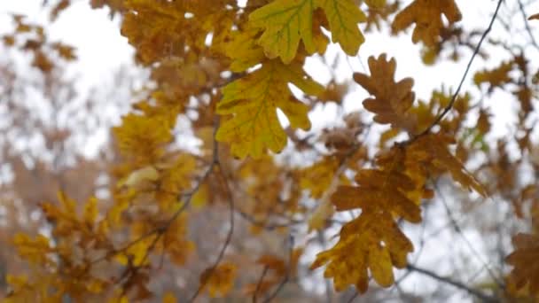 Nahaufnahme vergilbter Eichenblätter im Herbst gegen den Himmel. — Stockvideo