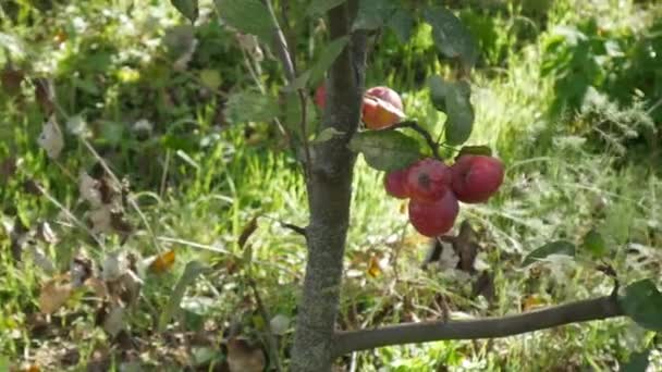 Röda äpplen på grenarna av ett träd, mot bakgrund av grönt gräs. — Stockvideo