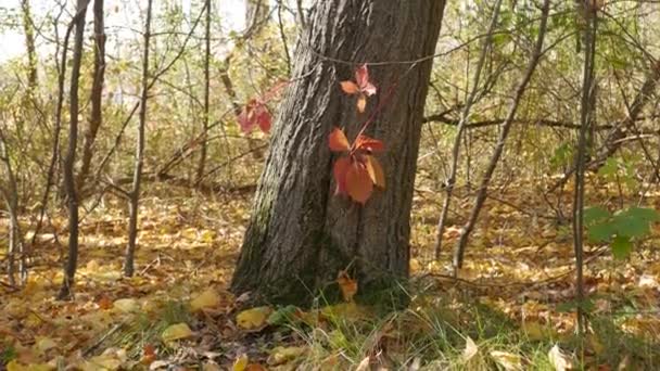 Primer plano de un gran tronco de árbol en el bosque en el otoño. — Vídeo de stock